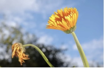 இன்றைய இறைமொழி. சனி, 25 நவம்பர் 2023. அனைவரும் உயிருள்ளவர்களே