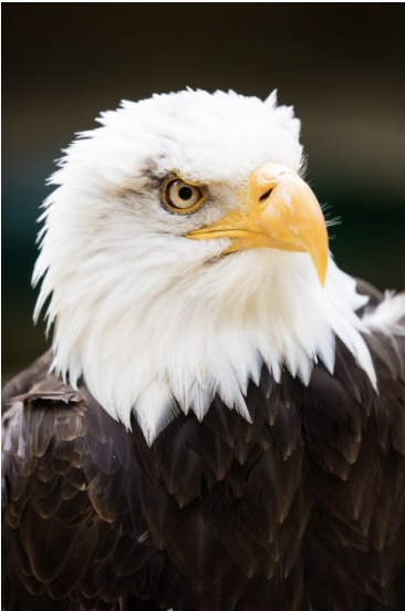 இன்றைய இறைமொழி. புதன், 13 டிசம்பர் 2023. கழுகுகள்போல் இறக்கை&nbsp;விரித்து