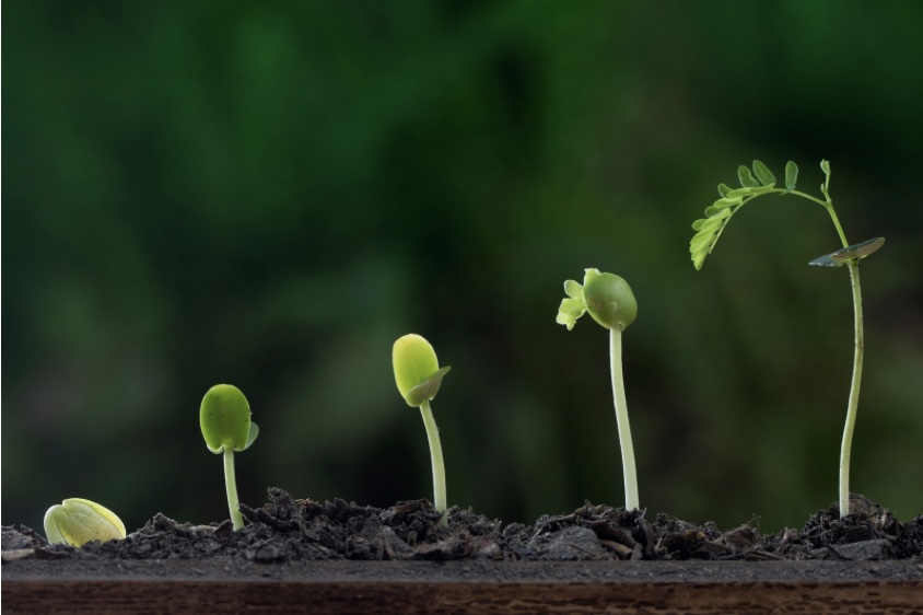 இன்றைய இறைமொழி. தவக்காலம் ஐந்தாம் ஞாயிறு. மிகுந்த விளைச்சலை&nbsp;அளிக்கும்!