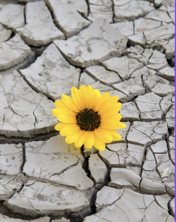 இன்றைய இறைமொழி. வெள்ளி, 12 ஜூலை 2024. வாழ்தலும் வளர்தலும்