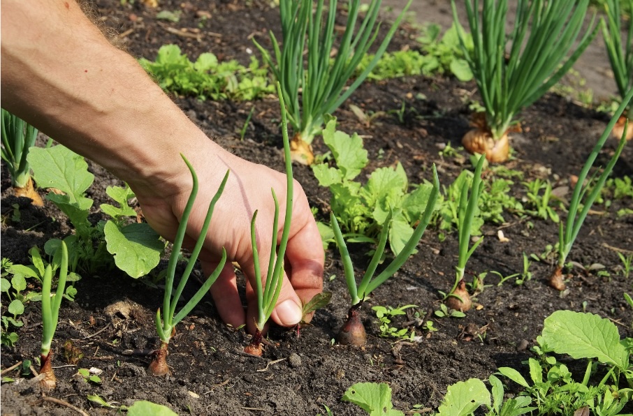 இன்றைய இறைமொழி. சனி, 27 ஜூலை 2024. இரண்டையும் வளர&nbsp;விடுங்கள்!