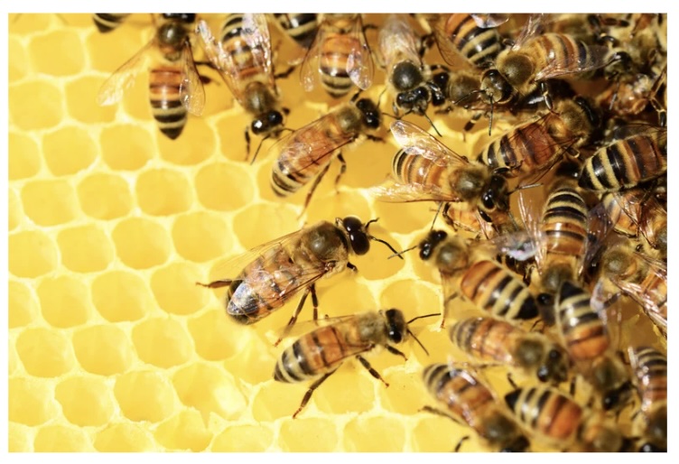 இன்றைய இறைமொழி. ஞாயிறு, 11 ஆகஸ்ட் ’24.  அவர் எத்துணை&nbsp;இனியவர்!