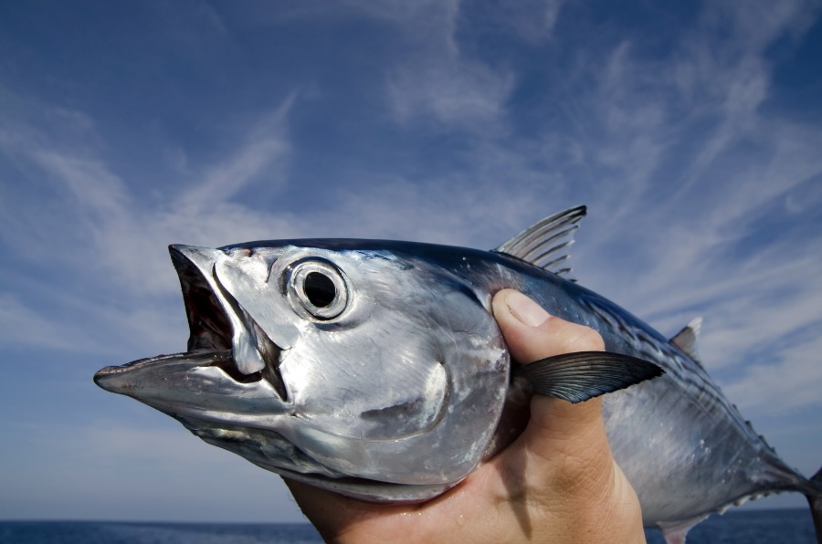 Daily Catholic Lectio. Mon, 12 Aug ’24. Four-drachma&nbsp;coin